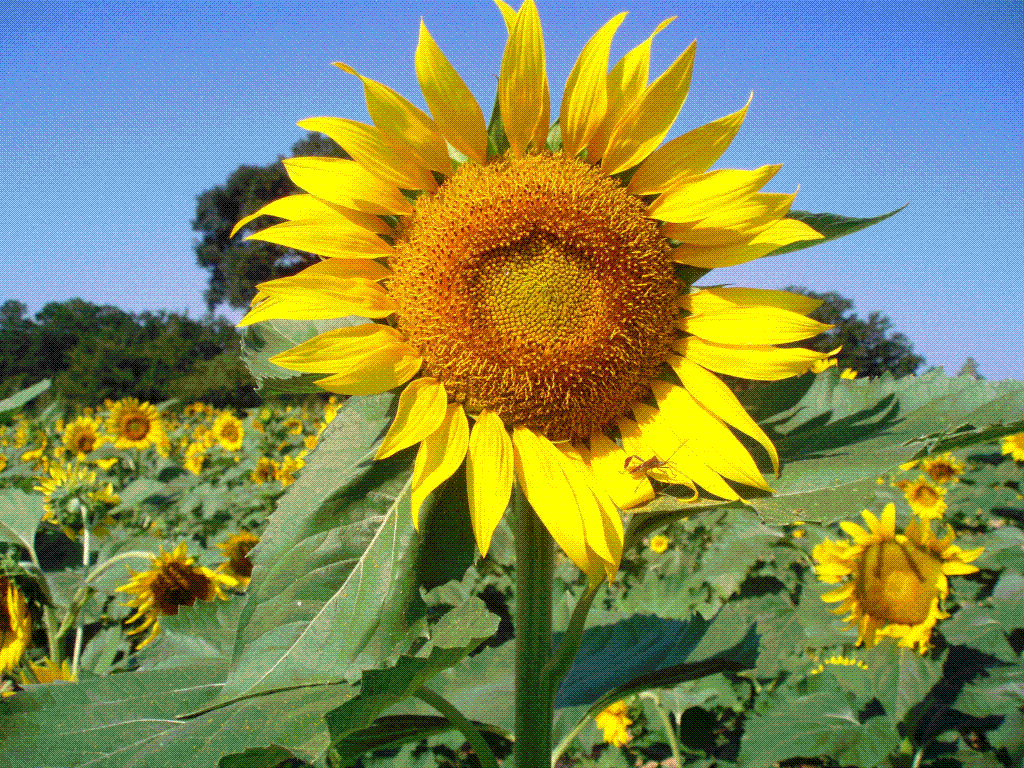 Sunflowers in Southwest Debra's Endeavors From Southwest